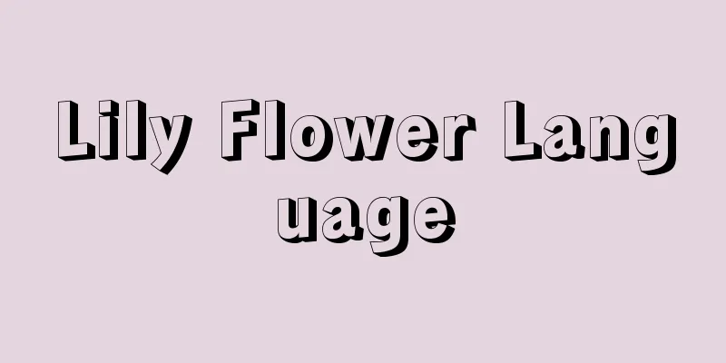 Lily Flower Language