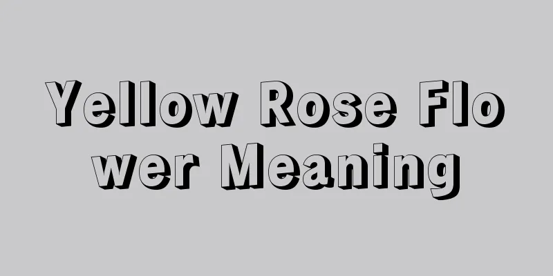 Yellow Rose Flower Meaning