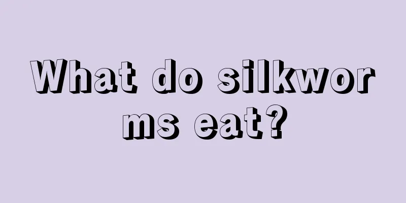 What do silkworms eat?