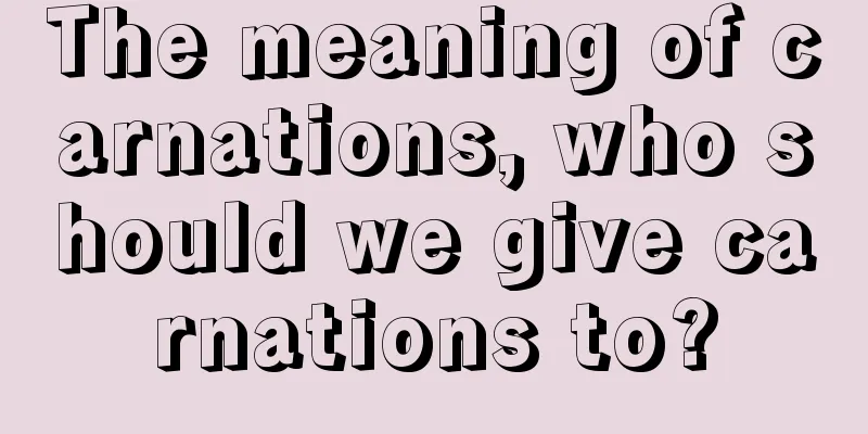 The meaning of carnations, who should we give carnations to?