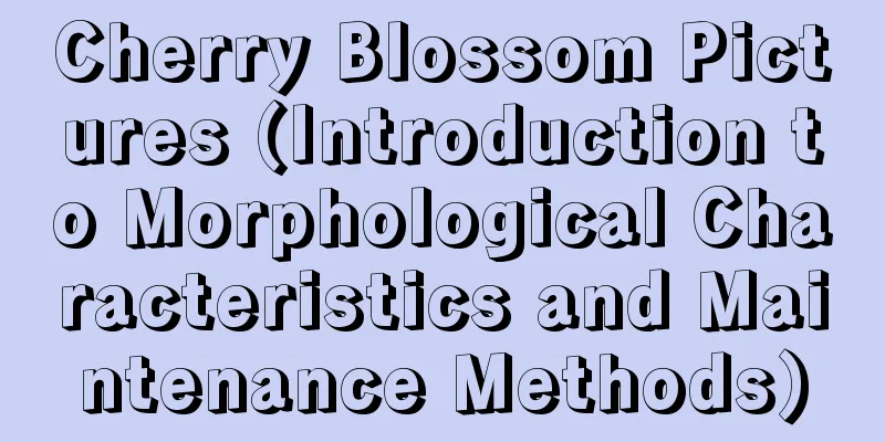 Cherry Blossom Pictures (Introduction to Morphological Characteristics and Maintenance Methods)