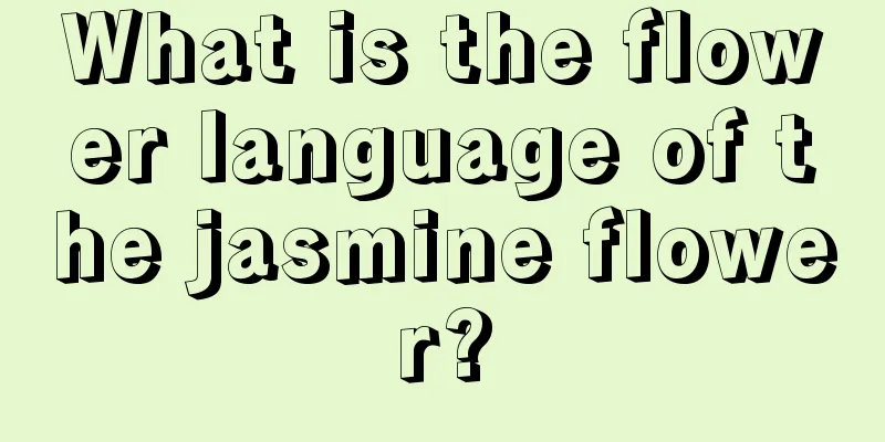 What is the flower language of the jasmine flower?