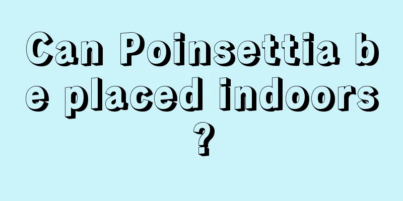 Can Poinsettia be placed indoors?