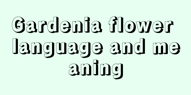 Gardenia flower language and meaning