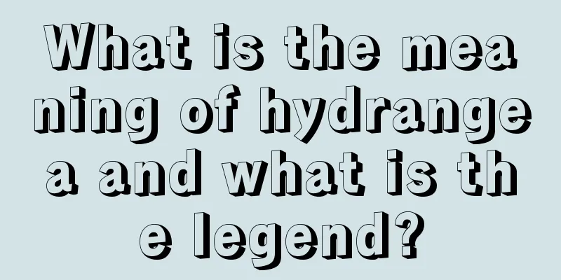 What is the meaning of hydrangea and what is the legend?