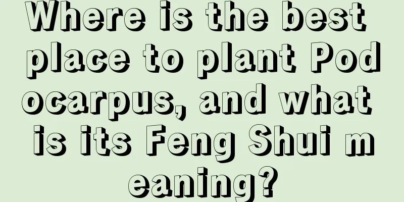 Where is the best place to plant Podocarpus, and what is its Feng Shui meaning?