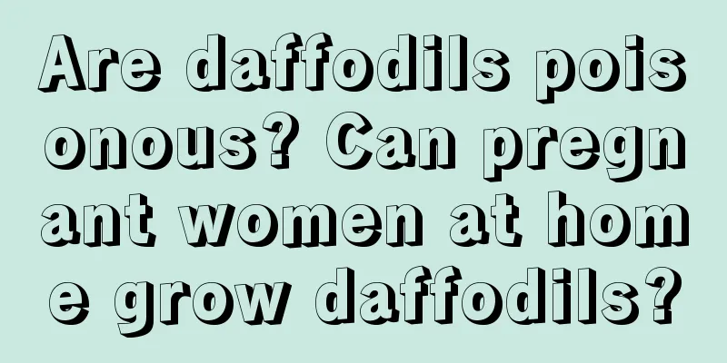 Are daffodils poisonous? Can pregnant women at home grow daffodils?