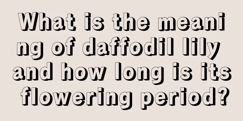 What is the meaning of daffodil lily and how long is its flowering period?