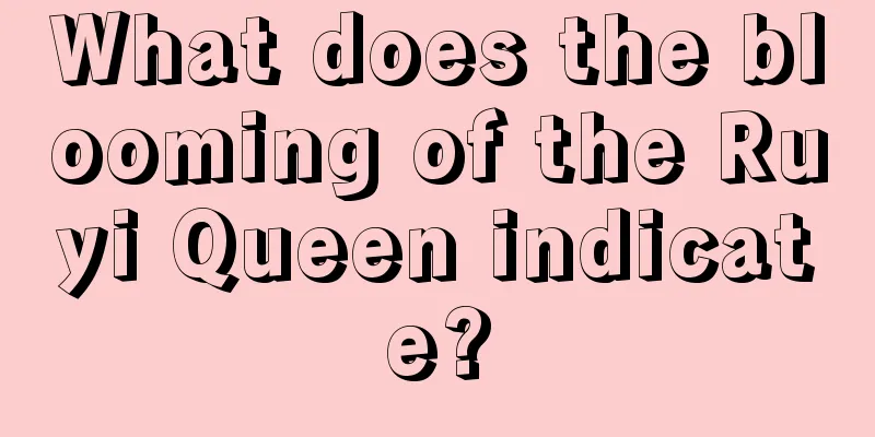 What does the blooming of the Ruyi Queen indicate?