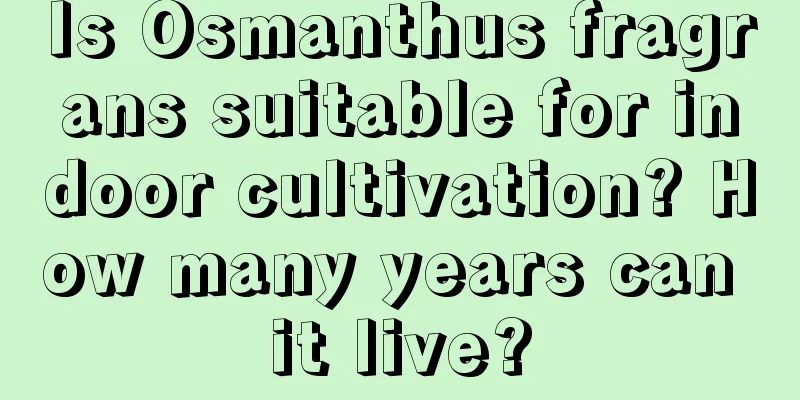Is Osmanthus fragrans suitable for indoor cultivation? How many years can it live?