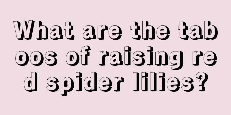 What are the taboos of raising red spider lilies?