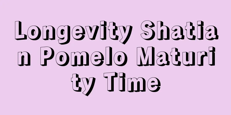 Longevity Shatian Pomelo Maturity Time