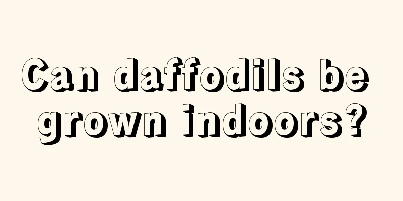 Can daffodils be grown indoors?