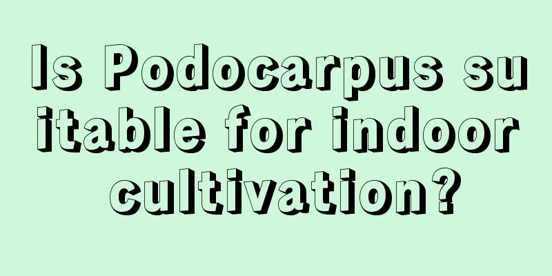 Is Podocarpus suitable for indoor cultivation?