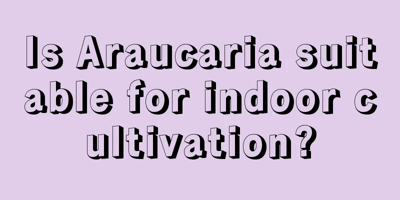 Is Araucaria suitable for indoor cultivation?