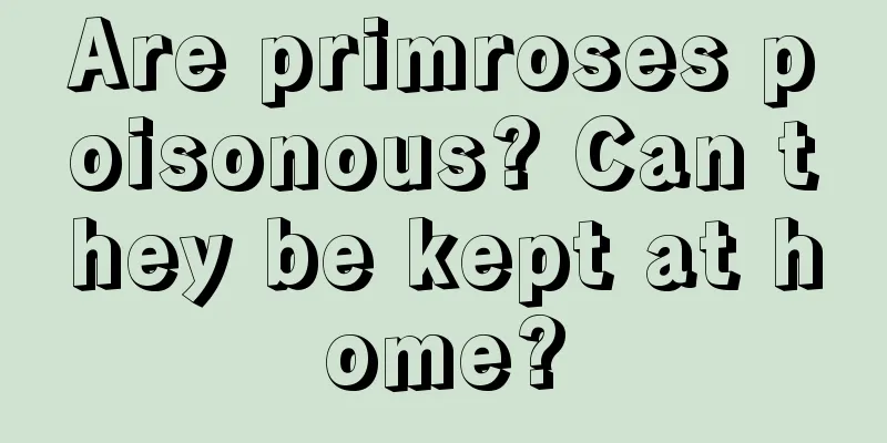 Are primroses poisonous? Can they be kept at home?