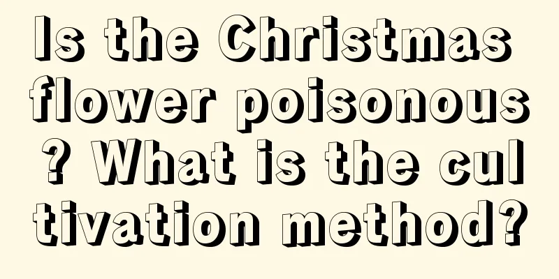 Is the Christmas flower poisonous? What is the cultivation method?