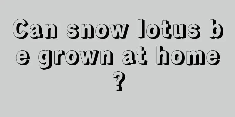 Can snow lotus be grown at home?