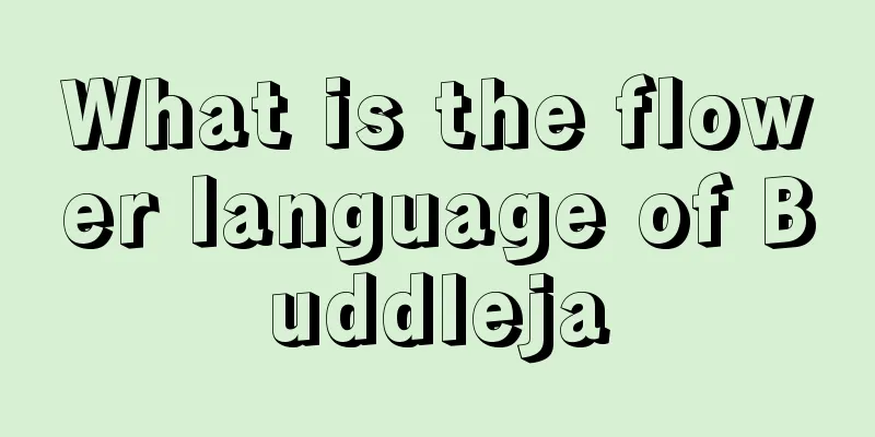 What is the flower language of Buddleja