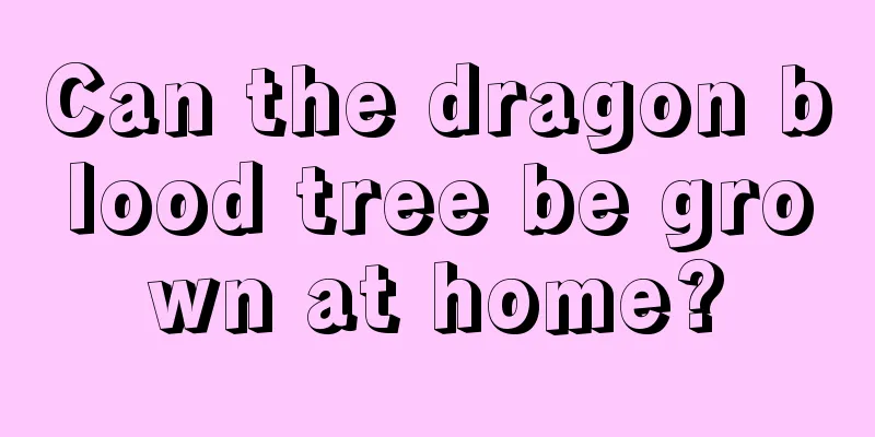 Can the dragon blood tree be grown at home?