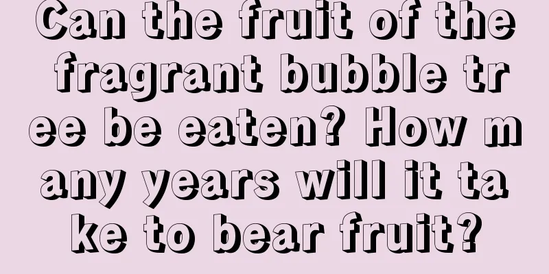 Can the fruit of the fragrant bubble tree be eaten? How many years will it take to bear fruit?