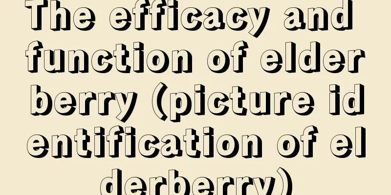 The efficacy and function of elderberry (picture identification of elderberry)