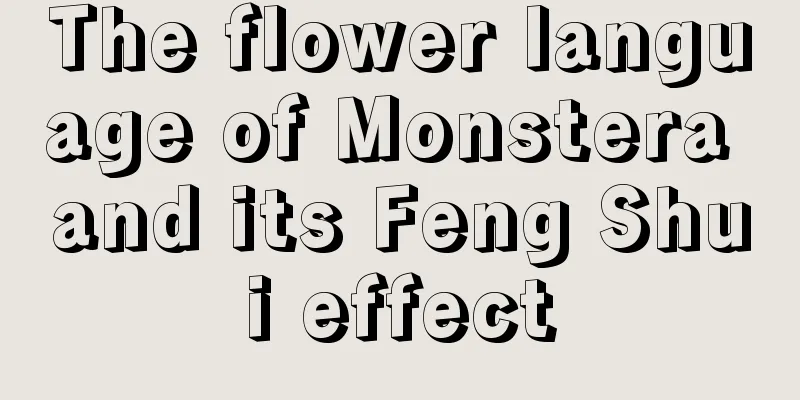 The flower language of Monstera and its Feng Shui effect