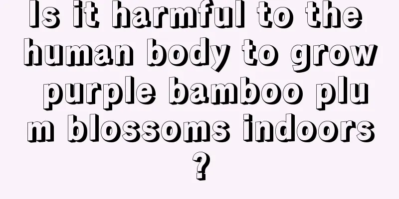 Is it harmful to the human body to grow purple bamboo plum blossoms indoors?