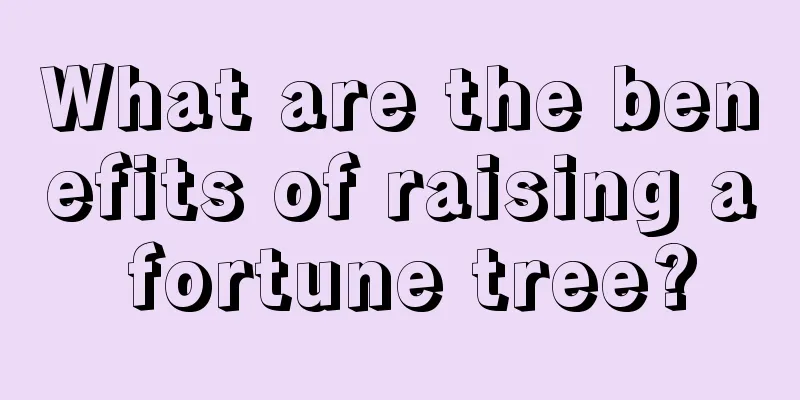 What are the benefits of raising a fortune tree?