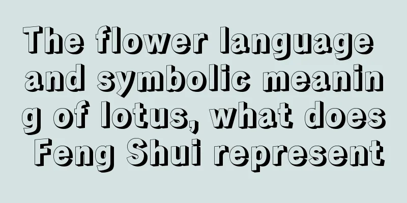 The flower language and symbolic meaning of lotus, what does Feng Shui represent