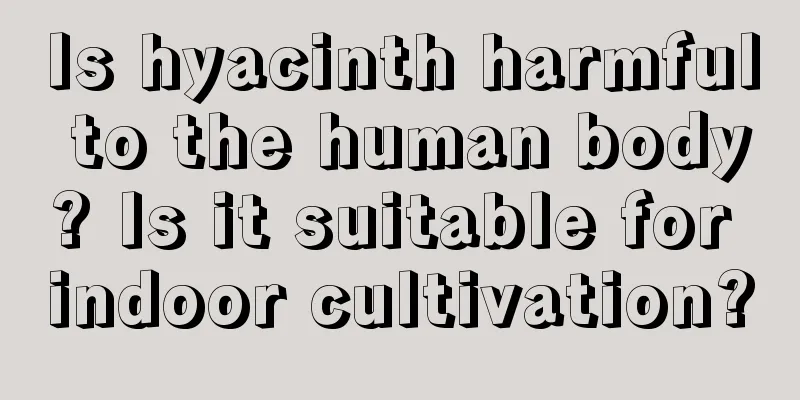 Is hyacinth harmful to the human body? Is it suitable for indoor cultivation?