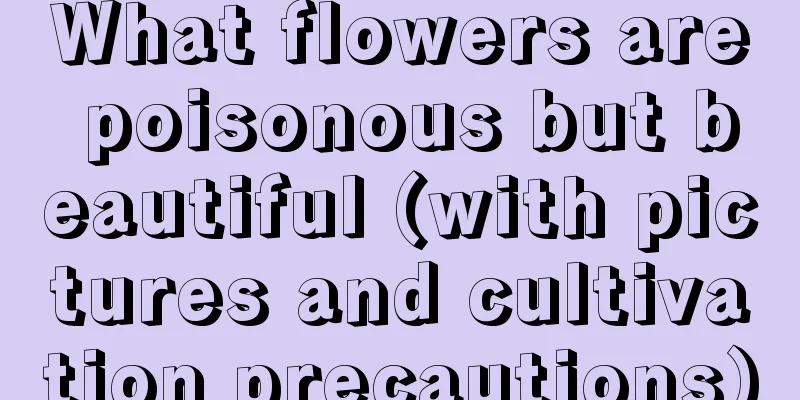 What flowers are poisonous but beautiful (with pictures and cultivation precautions)