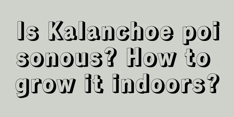 Is Kalanchoe poisonous? How to grow it indoors?