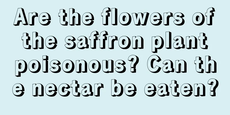 Are the flowers of the saffron plant poisonous? Can the nectar be eaten?