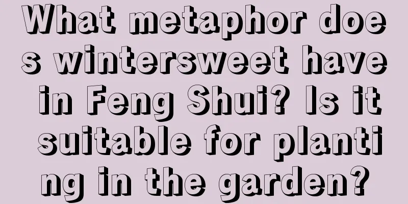 What metaphor does wintersweet have in Feng Shui? Is it suitable for planting in the garden?