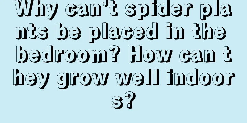 Why can’t spider plants be placed in the bedroom? How can they grow well indoors?