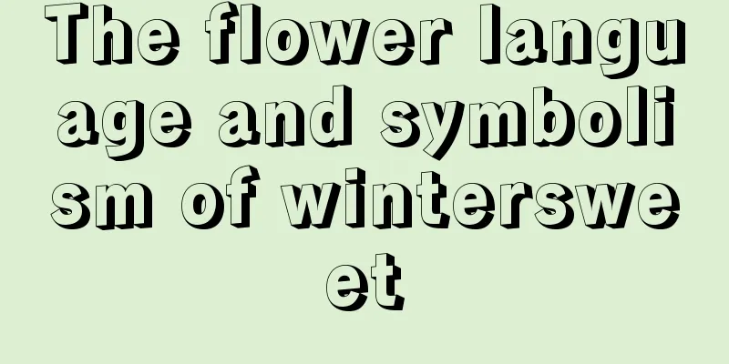 The flower language and symbolism of wintersweet