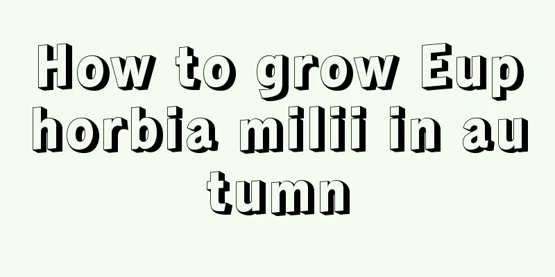 How to grow Euphorbia milii in autumn