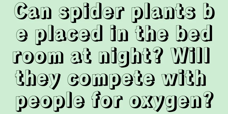 Can spider plants be placed in the bedroom at night? Will they compete with people for oxygen?