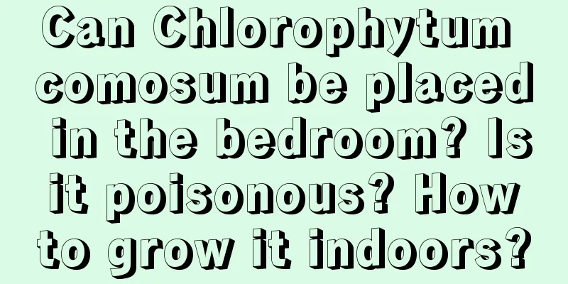 Can Chlorophytum comosum be placed in the bedroom? Is it poisonous? How to grow it indoors?