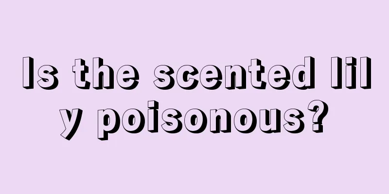 Is the scented lily poisonous?