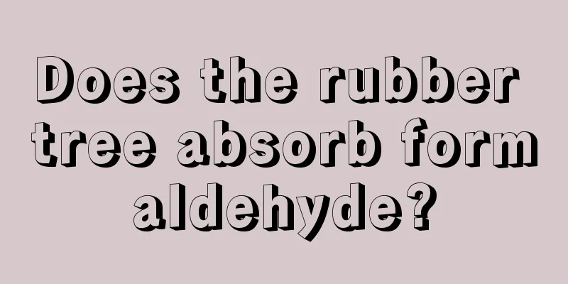 Does the rubber tree absorb formaldehyde?