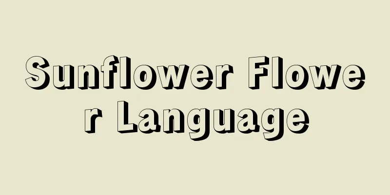 Sunflower Flower Language