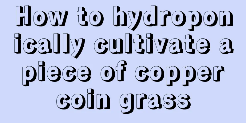 How to hydroponically cultivate a piece of copper coin grass