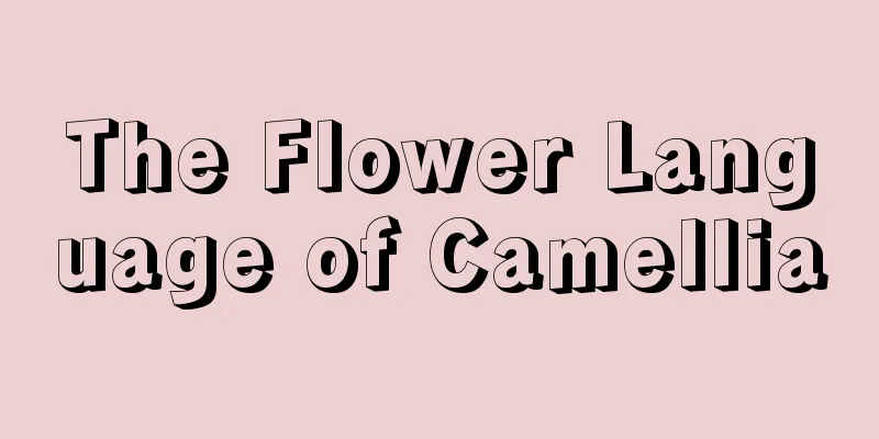 The Flower Language of Camellia