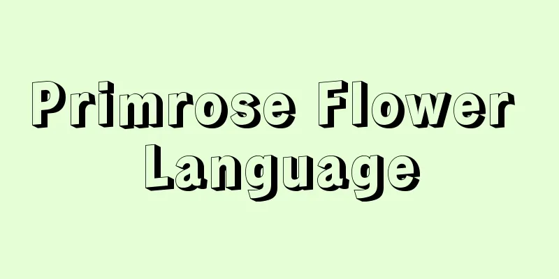 Primrose Flower Language