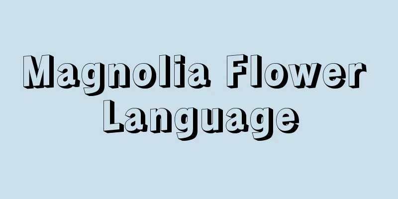 Magnolia Flower Language