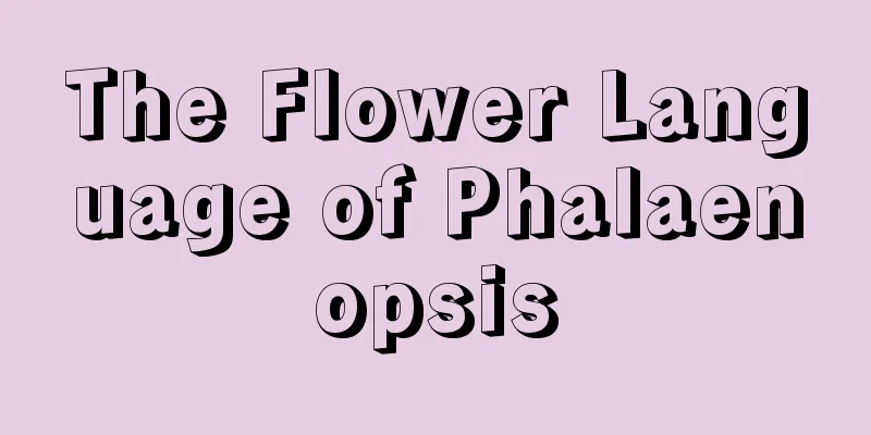 The Flower Language of Phalaenopsis