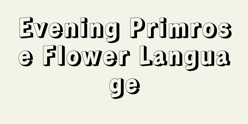 Evening Primrose Flower Language