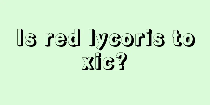 Is red lycoris toxic?